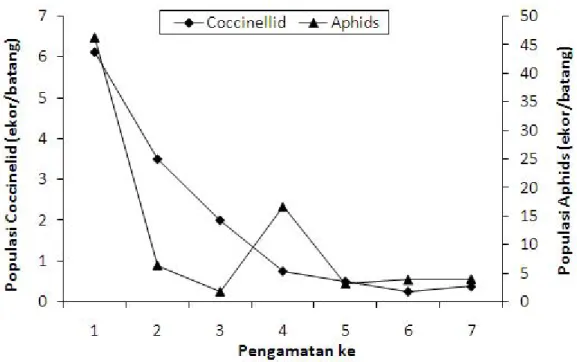 Gambar  2. Fluktuasi populasi populasi M. sexmaculatus  dan Aphids sp pada tanaman cabai di lahan konvensional.
