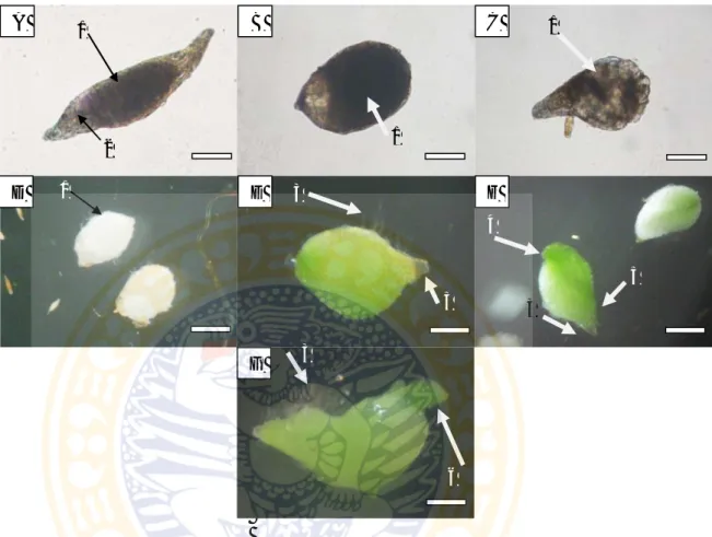 Gambar 4.2 Tahap perkecambahan dan perkembangan biji Phalaenopsis amabilis (L.) Bl.  A