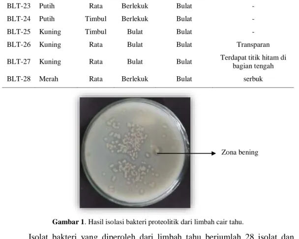 Gambar 1. Hasil isolasi bakteri proteolitik dari limbah cair tahu. 