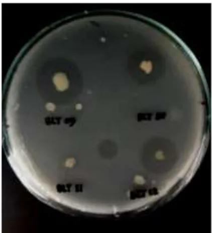 Gambar 2. Zona bening bakteri proteolitik dengan IP tertinggi BLT-12  Tabel 2. Indeks proteolitik bakteri 