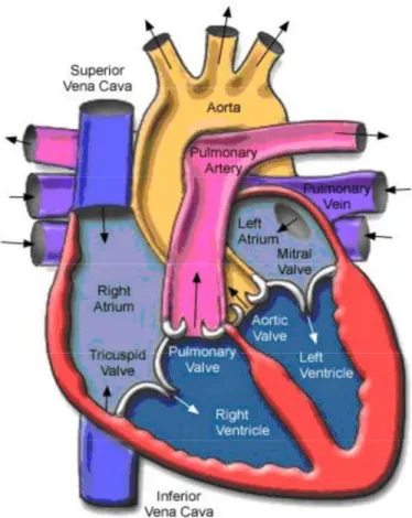 Gambar anatomi sistim sirkulasi (Sumber: Guyton, 1997)