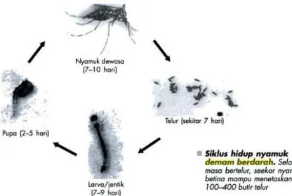 Gambar 1. Siklus hidup nyamuk Aedes sp 