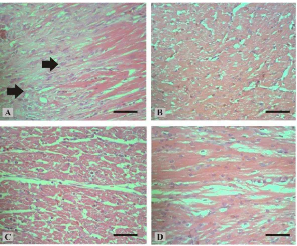 Gambar 2 A Jantung pada ayam yang diinfeksi CRD mengalami peradangan ditandai dengan infiltrasi  sel-selradang  ( )  disertai  degenerasi  dan  nekrosis  serabut  otot jantung