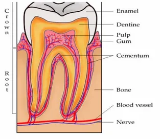 Gambar 1 :     Struktur normal dari gigi dan jaringan pendukungnya  28