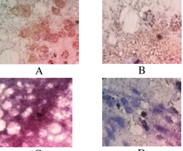 Gambar 1.   Gambaran mikroskopis sediaan  head squash nyamuk  Ae. aegypti  dengan  metode imunositokimia pada pembesaran  1000x memperlihatkan reaksi positif pada  kontrol positif (A); sampel positif Aedes  aegypti (B); reaksi negatif pada kontrol negatif 
