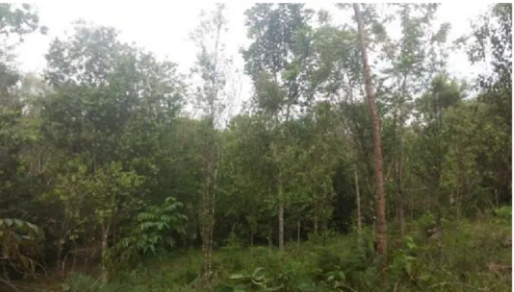 Gambar 2. Cendana di kebun konservasi ex situ Watusipat, Gunungkidul, DIY (Foto: Liliek Haryjanto)