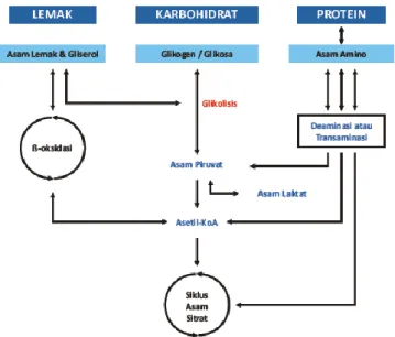 Gambar 4. Siklus Krebs 