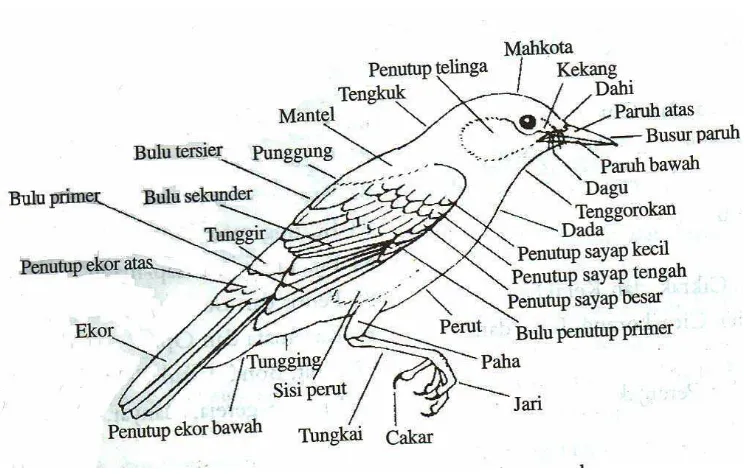 Gambar 1. Morfologi burung (Mac.Kinnon, 1998) 
