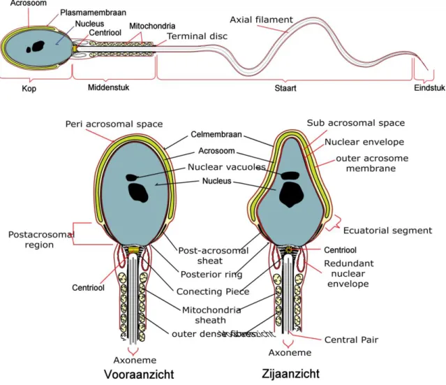 Gambar 1. Morfologi normal Sperma manusia 