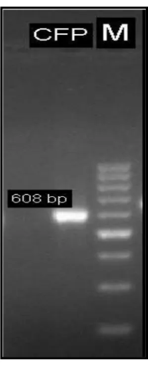 Gambar 1. Pita DNA Hasil Purifikasi  Isolat (M: Marker 100 bp)  Keterangan : M =Marker 100 bp, CFP = Culture Filtrate Protein 608 bp  Elektroforesis  menghasilkan  band 
