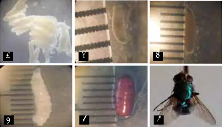 Gambar 1.  Fase telur sampai pupa dari serangga dalam penelitian. A. Telur  (Pembesaran 10 X 3), B.Larva instar pertama (Pembesaran 10 X  3), C.Larva instar kedua (Pembesaran 10 X 1), D