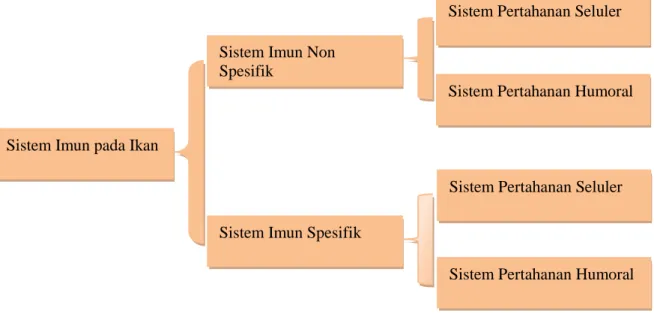Gambar  1.  Pengelompokan  Sistem  Pertahanan  Tubuh  (Imun)  pada  Ikan  Menurut Iwama dan Nakanishi (1996) dalam gusman (2010)