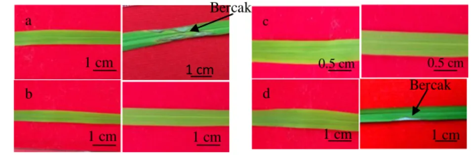 Gambar 3 Munculnya bercak pada 0 dan 7 hari setelah infeksi. (a) Kontrol tanaman peka (Kencana  Bali);  (b)  Kontrol  tanaman  tahan  (Asahan);  (c)  Galur  tahan  (IPB149-F-8);  (d)  Galur  kurang tahan / tingkat ketahanannya 97% (IPB140-F-1-1)