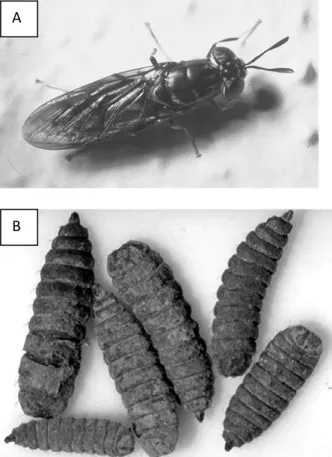 Gambar 1.  Hermetia  illucens. A, Serangga  dewasa. B, Larva. Sumber: DuPonte  &amp; Larish,  2003