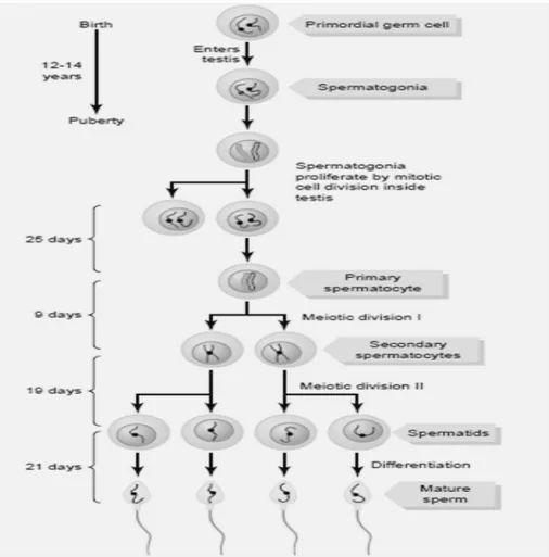 Gambar 2.2 Spermatogenesis  (Guyton dan Hall, 2007) 