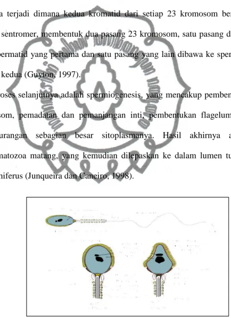 Gambar 2. Struktur Sperma (Ruiz, 2007) 