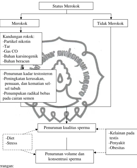 Gambar 3. Skema Kerangka Pemikiran Status Merokok 