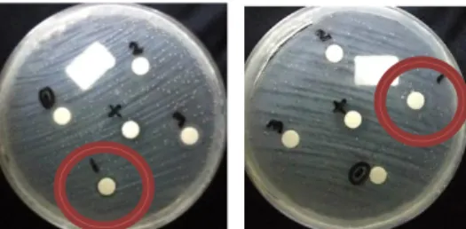 Gambar 5. Hasil uji daya hambat dengan zona  bening  terbesar.  Ket.  (a)  pengulangan  I  (b)  pengulangan II 