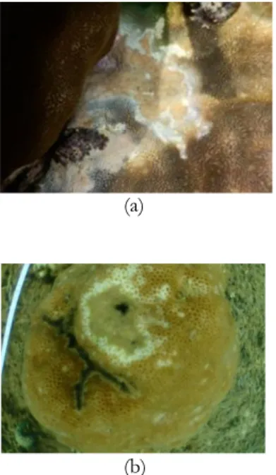 Gambar  3.  Sampel  karang  terinfeksi  White  Syndrome  .    Ket.  (a)  di  lokasi  stasiun  I,  (b)  di  lokasi stasiun II 