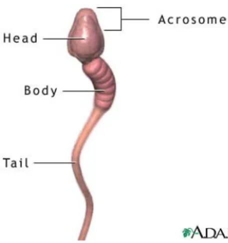 Gambar 1. Struktur sperma normal (sumber: 