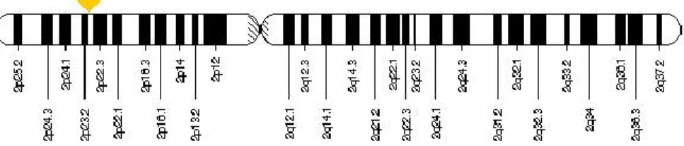 Gambar II.2. Peta lokasi gen SRD5A2 pada kromosom 2. 