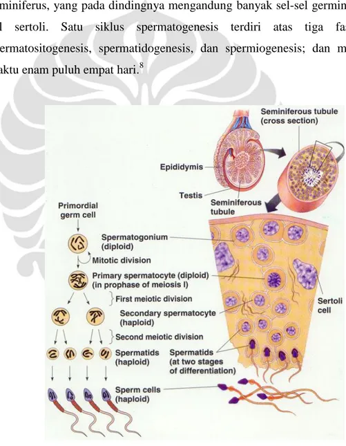 Gambar 2.1 Tahapan-tahapan proses spermatogenesis. 