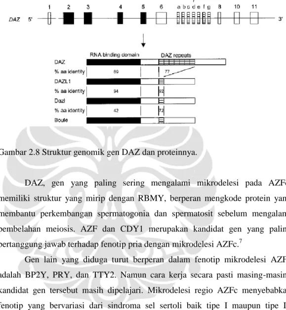 Gambar 2.8 Struktur genomik gen DAZ dan proteinnya. 