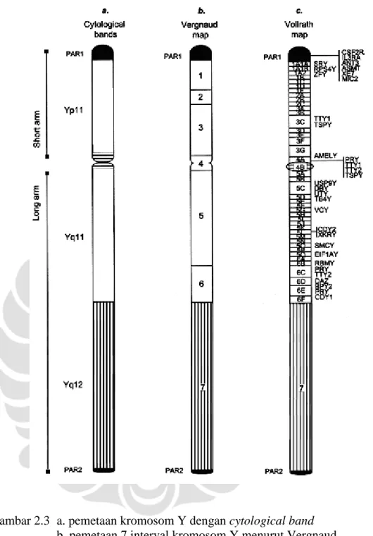 Gambar 2.3  a. pemetaan kromosom Y dengan cytological band  b. pemetaan 7 interval kromosom Y menurut Vergnaud  c