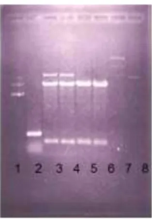 Gambar  5  :    Hasil  PCR  plasmid  menggunakan  primeT7  &amp;  SP6.  1.  marka  100 pb ladder