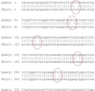 Gambar 10: Hasil analisis aligment two  sequence urutan nukleotida gen pengkode  protein S 80-180  galur alami dan mutan  G145R 