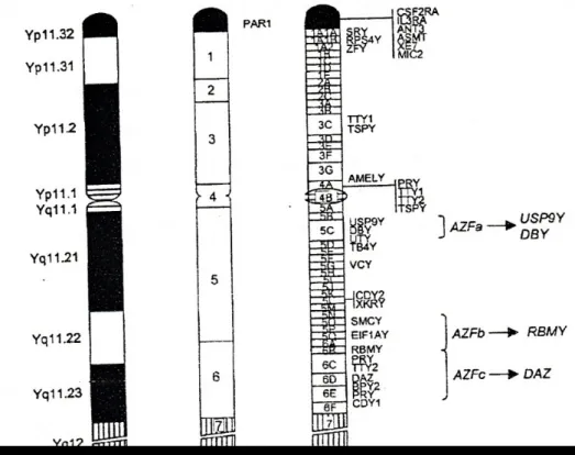Gambar 1. Struktur Kromosom Y dan Daerah AZF 9