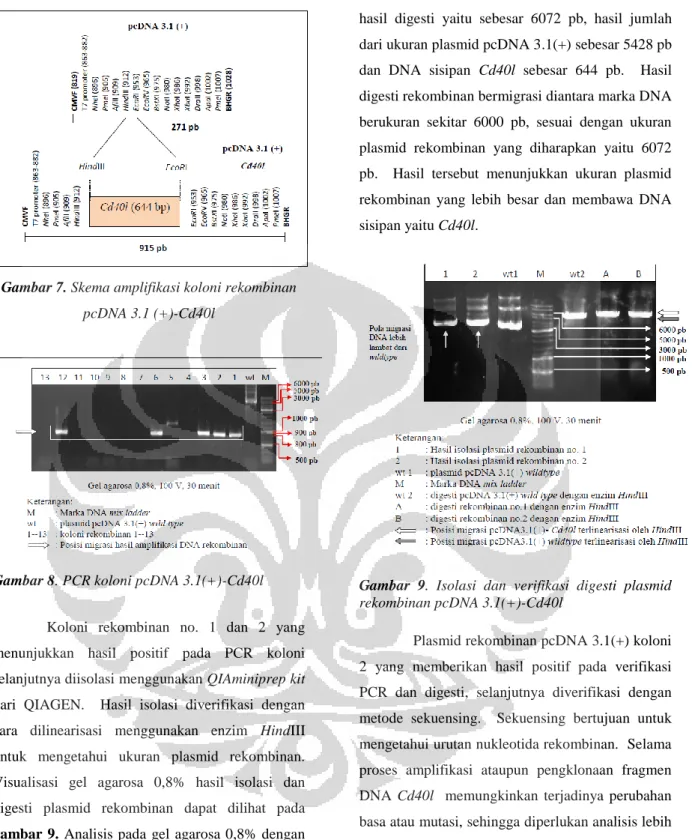 Gambar 7. Skema amplifikasi koloni rekombinan  pcDNA 3.1 (+)-Cd40l 