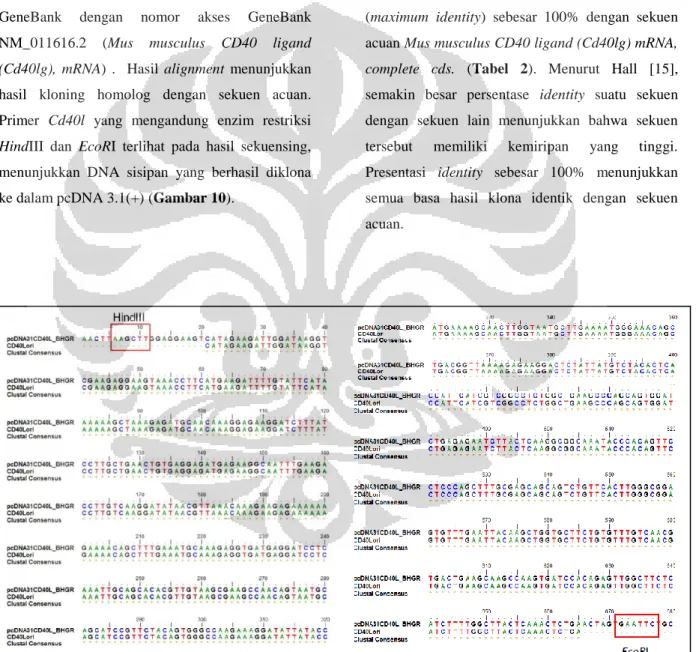 Gambar 8. Analisis sekuensing pcDNA 3.1(+)-Cd40l menggunakan software bioedit 