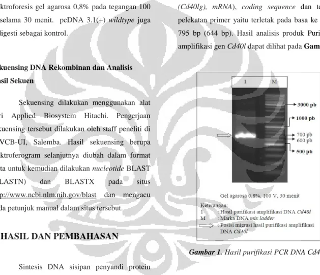 Gambar 1. Hasil purifikasi PCR DNA Cd40l 