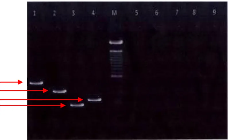 Gambar 3. Hasil elektroforesis virus Dengue isolat ITD, Keterangan: M= Marker, lajur  1= kontrol (+) DENV-4, lajur 2= kontrol (+) DENV-3, lajur 3= kontrol (+)  DENV-2,  lajur  4=  kontrol  (+)  DENV-1,  lajur  5-9  =  Challange  test  dengan  koktail virus