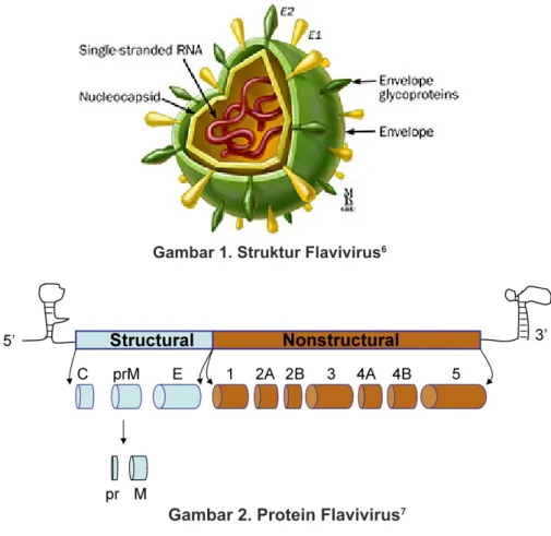 Gambar 2. Protein Flavivirus 7Gambar 1. Struktur Flavivirus6