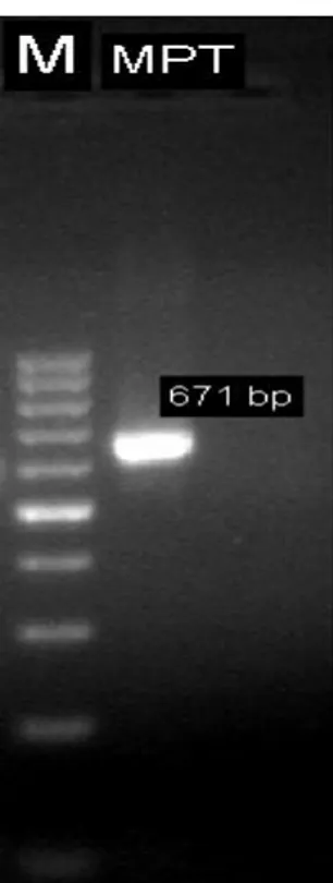 Gambar 1. Pita DNA Hasil Purifikasi Ket. : M= Marker 100 bp, MPT= Mycobacterium  Protein Tuberkulosis 671 bp 
