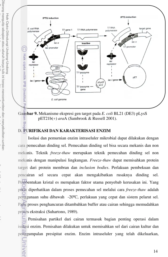 Gambar 9. Mekanisme ekspresi gen target pada E. coli BL21 (DE3) pLysS  pET21b(+) araA (Sambrook &amp; Russell 2001)