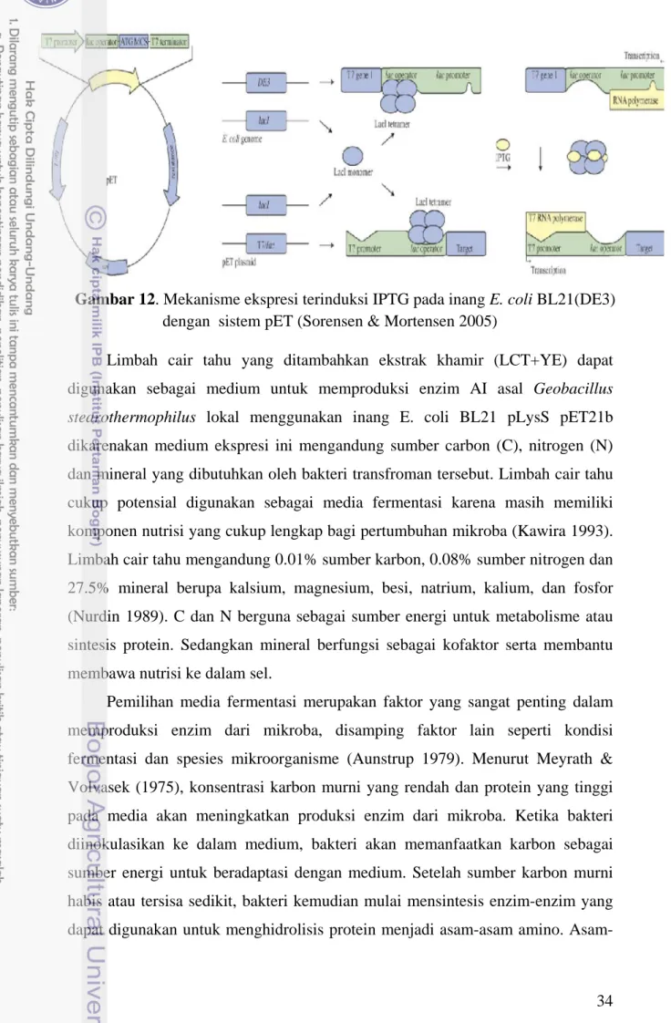 Gambar 12. Mekanisme ekspresi terinduksi IPTG pada inang E. coli BL21(DE3)  dengan  sistem pET (Sorensen &amp; Mortensen 2005) 