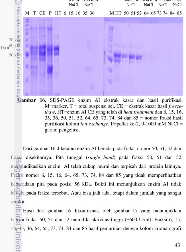 Gambar  16.  SDS-PAGE  enzim  AI  ekstrak  kasar  dan  hasil  purifikasi. 