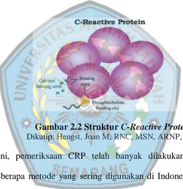 Gambar 2.2 Struktur C-Reactive Protein  Dikutip: Hengst, Joan M, RNC, MSN, ARNP, 2003 