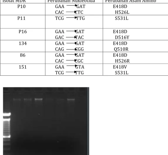 Gambar 1. Elektroforegram amplikon dari outer primer sebesar 1,7 kb(      )  M: Marker ; 134,P16,P10,P11,86,151 : Isolat MDR TB 