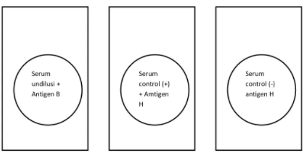 Gambar  1.  Gambar  pencampuran  antara  serum  dan  antigen  pada  tes  aglutinasi  slide