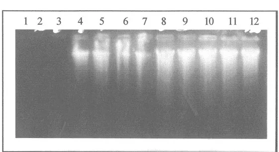 Gambar 1. Hasil elektroforesis isolasi DNA Escherichia coli; No 1-3 kontrol (tanpa  celite; No 4-6 konsentrasi celite 10 µl, No 7-9 konsentrasi celite 20 µl; No 10-12 