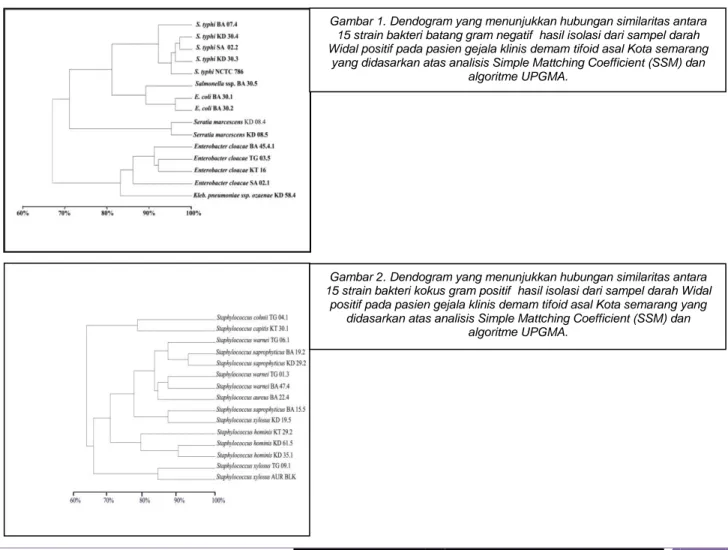 Tabel  2.  Strain  bakteri  kokus  gram  positif  hasil  isolasi  dari  sampel  darah  Widal  positif  pada  pasien  gejala klinis demam tifoid asal Kota semarang 