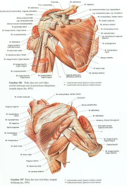Gambar 2.2 Otot-otot pada bahu (Sobotta, 2010). 