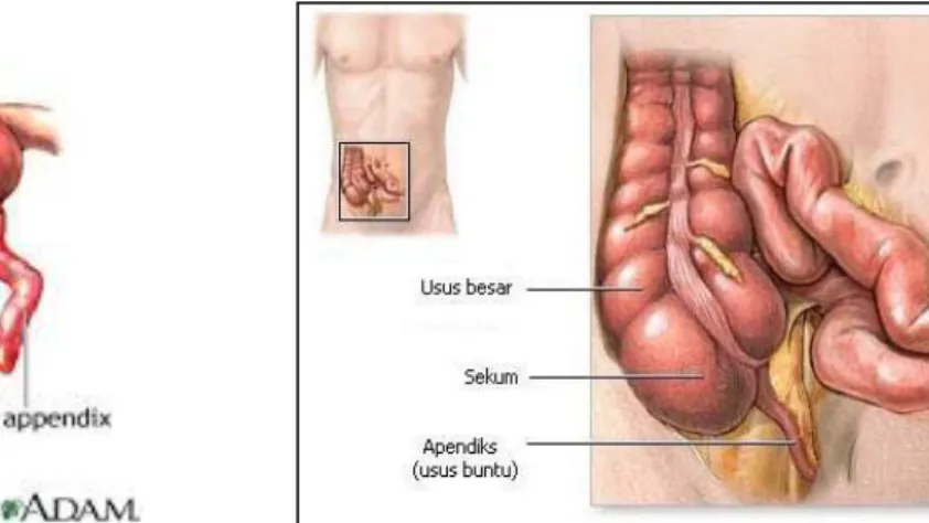 Gambar 1.1 Anatomi apendiks 