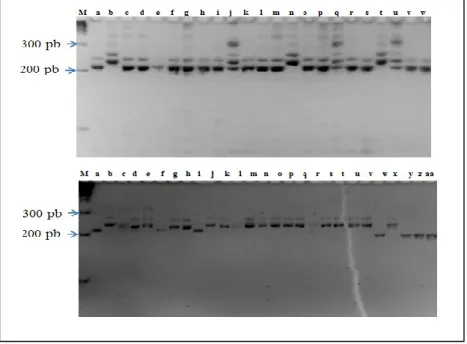 Gambar 1. Pola pita DNA yang dihasilkan primer Satt191 pada generasi F1 dari tujuh kombinasi persilangan kedelai