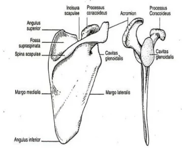 Gambar 1 : tulang scapula ( Gibson 2002) 