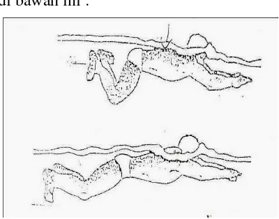 Gambar 1. Posisi kaki pada gaya dada 